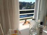 Scrli Safkan Şampiyona Köpeği 3 Aylık Malinois Pad Eğitimli