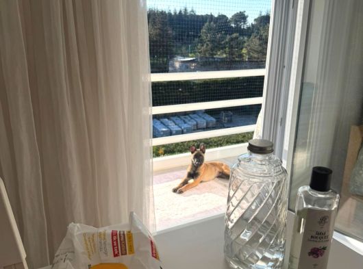 Scrli Safkan Şampiyona Köpeği 3 Aylık Malinois Pad Eğitimli görsel