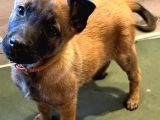 Scrli Safkan Şampiyona Köpeği 3 Aylık Malinois Pad Eğitimli