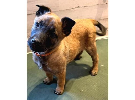 Scrli Safkan Şampiyona Köpeği 3 Aylık Malinois Pad Eğitimli görsel