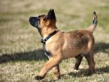 Scrli Safkan Şampiyona Köpeği 3 Aylık Malinois Pad Eğitimli