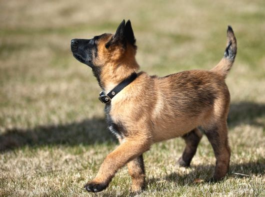 Scrli Safkan Şampiyona Köpeği 3 Aylık Malinois Pad Eğitimli