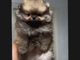 Sağlık Ve Irk Garantili Pomerian Boo