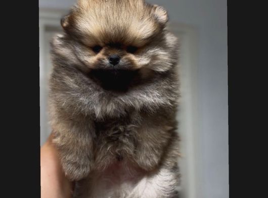 Sağlık Ve Irk Garantili Pomerian Boo görsel