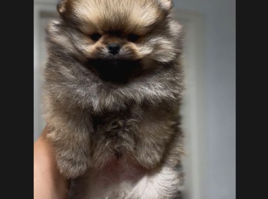 Sağlık Ve Irk Garantili Pomerian Boo görsel