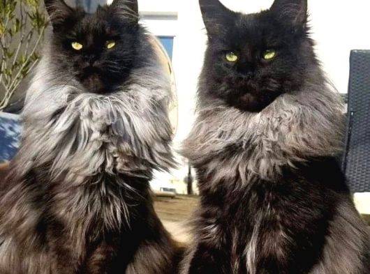 Anlarada Yasal Ruhsatlı Çiftlikden Sçr Li Maine Coon Yavrula görsel