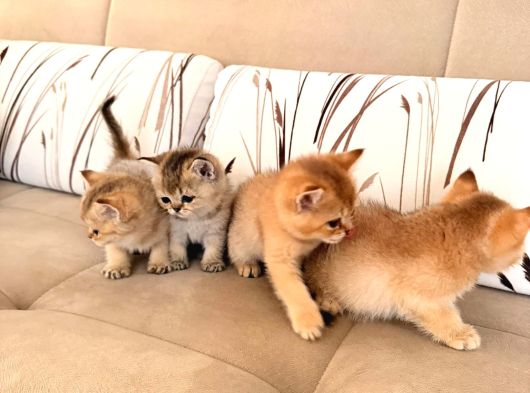 Acill Orj British Shorthair Golden Yavrular görsel