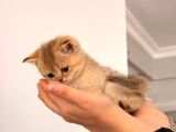 Acill Orj British Shorthair Golden Yavrular