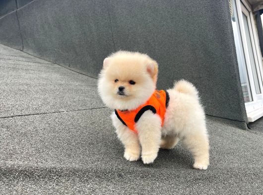 Ankaranın Pomeranian Merkezi Herkesi Bekleriz