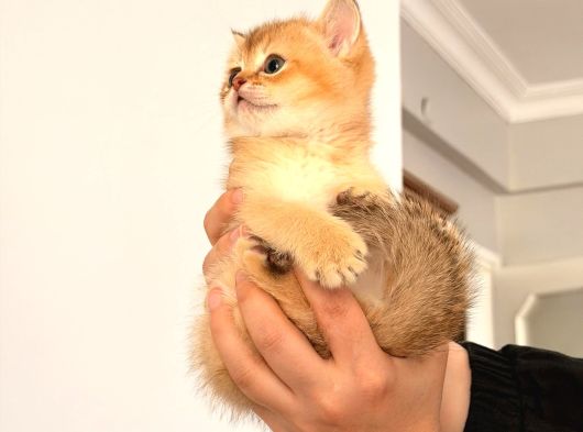 Acill Orj British Shorthair Golden Yavrular