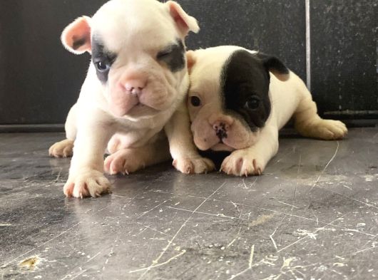 Fransız Bulldog Yavrularımız görsel