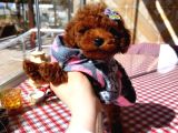 Toy poodle kore kan yavrumuz kg garantili