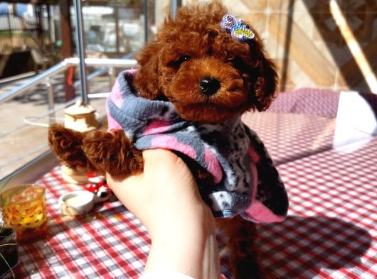 Toy Poodle Kore Kan Yavrumuz Kg Garantili
