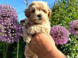 DÜNYA TATLISI MALTİPOO YAVRULARI