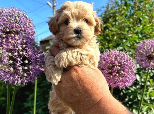 Dünya Tatlisi Malti̇poo Yavrulari