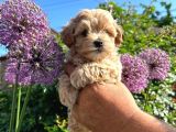 Dünya Tatlisi Malti̇poo Yavrulari