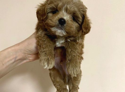 Dünya Tatlisi Malti̇poo Yavrulari görsel