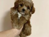 Dünya Tatlisi Malti̇poo Yavrulari