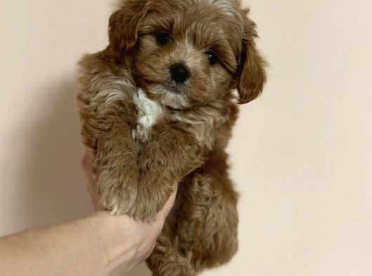 Dünya Tatlisi Malti̇poo Yavrulari görsel