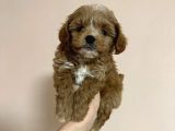 Dünya Tatlisi Malti̇poo Yavrulari
