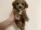 Dünya Tatlisi Malti̇poo Yavrulari