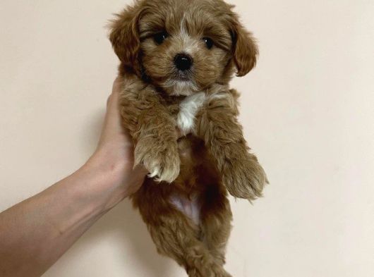Dünya Tatlisi Malti̇poo Yavrulari görsel