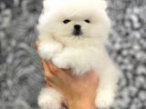 POMERANİAN BOO YAVRULARI