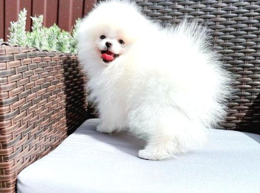 Pomerani̇an Boo Yavrulari görsel