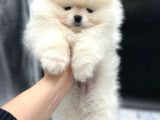 Pomerani̇an Boo Yavrulari