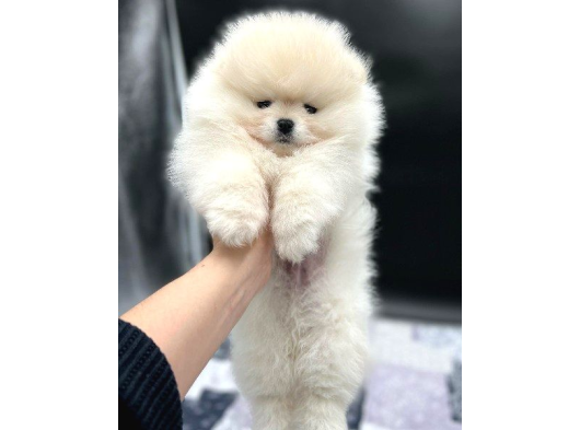 Pomerani̇an Boo Yavrulari görsel