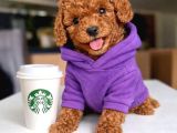 Toy Poodle Anne Altından Irk Ve Sağlık Garantili Bebekler