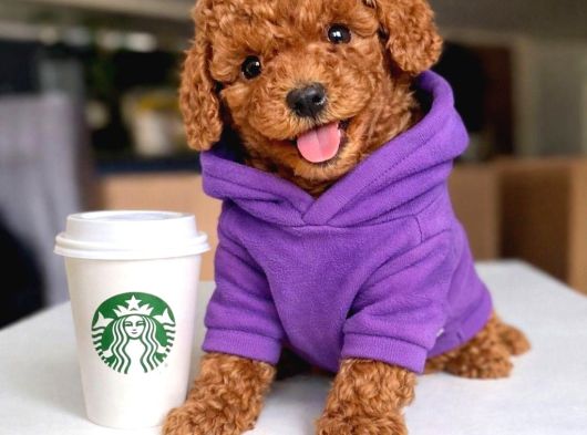 Toy Poodle Anne Altından Irk Ve Sağlık Garantili Bebekler