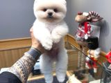 Orjinal Pomeranian Boo miss Turkey