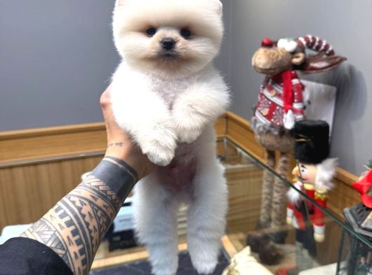 Orjinal Pomeranian Boo Miss Turkey