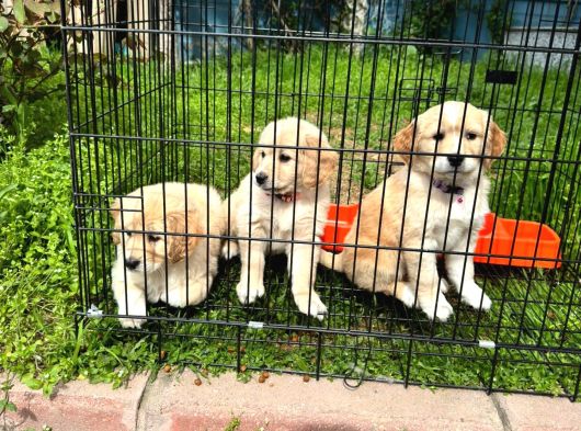 Di̇şi̇ Golden Bebekler görsel