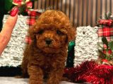 Her Bütçeye Uygun Her Reng Poodle Burada
