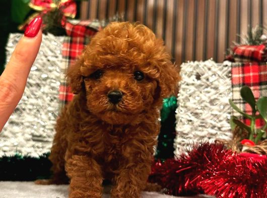 Her Bütçeye Uygun Her Reng Poodle Burada görsel