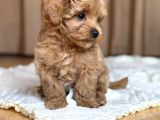 Malti̇poo Ci̇nsi̇ Yavrular Ev Üreti̇mi̇
