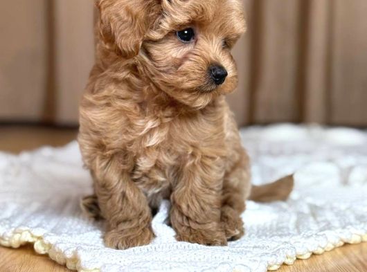Malti̇poo Ci̇nsi̇ Yavrular Ev Üreti̇mi̇ görsel