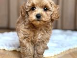 Malti̇poo Ci̇nsi̇ Yavrular Ev Üreti̇mi̇