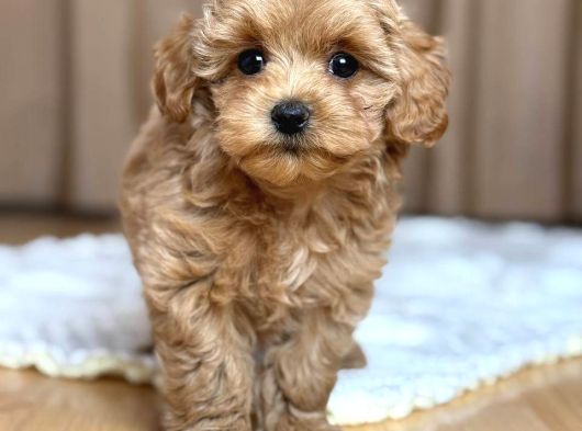 Malti̇poo Ci̇nsi̇ Yavrular Ev Üreti̇mi̇ görsel