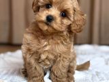 Malti̇poo Ci̇nsi̇ Yavrular Ev Üreti̇mi̇