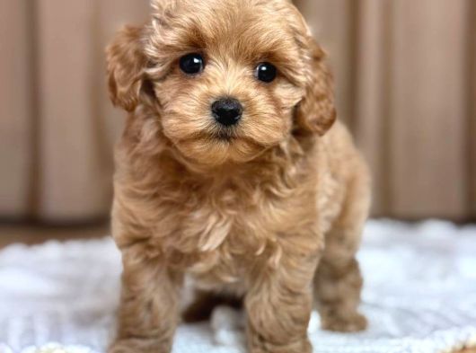 Malti̇poo Ci̇nsi̇ Yavrular Ev Üreti̇mi̇ görsel
