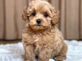 MALTİPOO CİNSİ YAVRULAR EV ÜRETİMİ