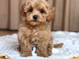 Malti̇poo Ci̇nsi̇ Yavrular Ev Üreti̇mi̇