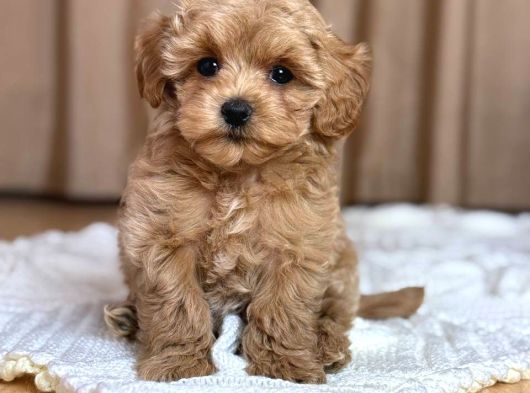 Malti̇poo Ci̇nsi̇ Yavrular Ev Üreti̇mi̇ görsel
