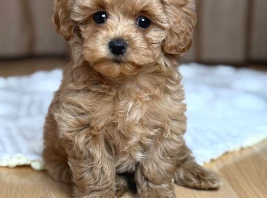 Malti̇poo Ci̇nsi̇ Yavrular Ev Üreti̇mi̇ görsel