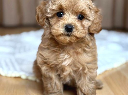 Malti̇poo Ci̇nsi̇ Yavrular Ev Üreti̇mi̇ görsel