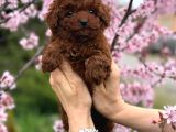 Toy Poodle Sevi̇mli̇ Yavrular Ev Üreti̇mi̇