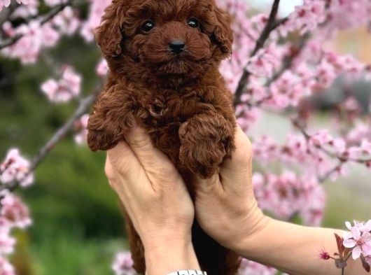 Toy Poodle Sevi̇mli̇ Yavrular Ev Üreti̇mi̇ görsel